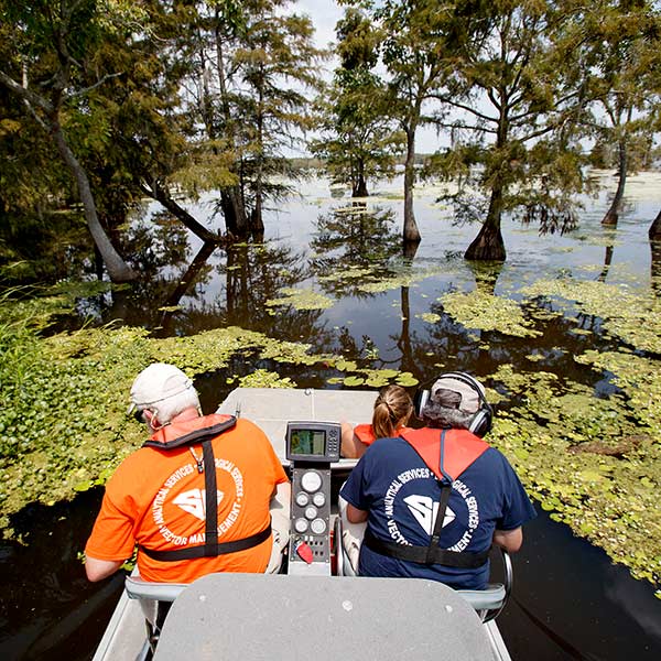 aquatic plants