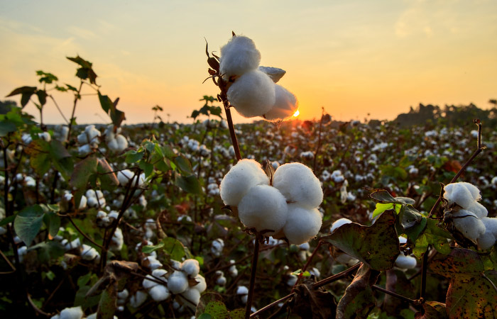 cotton field