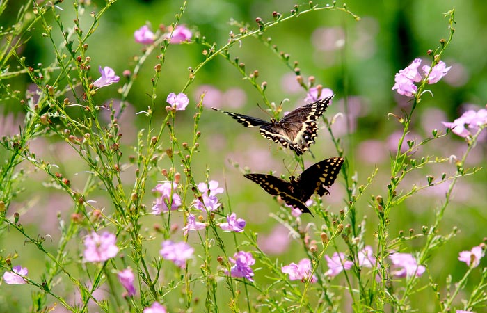 Butterflies on Palmetto Trail