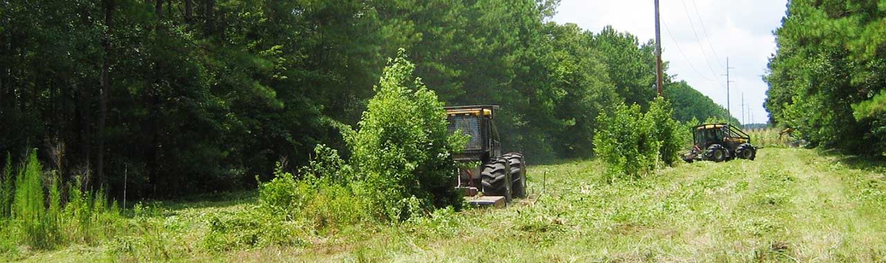 Tree removal