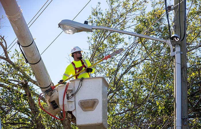 tree trimming