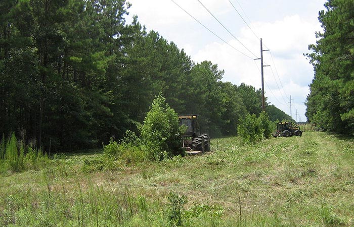 Tree removal