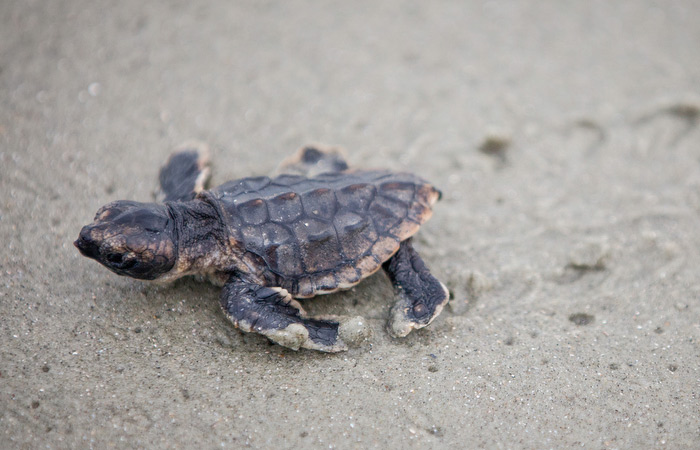 Baby sea turtle