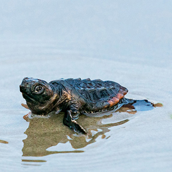 Sea Turtle in puddle