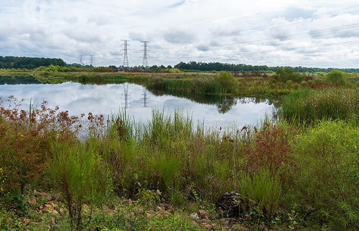 Preserved wetlands