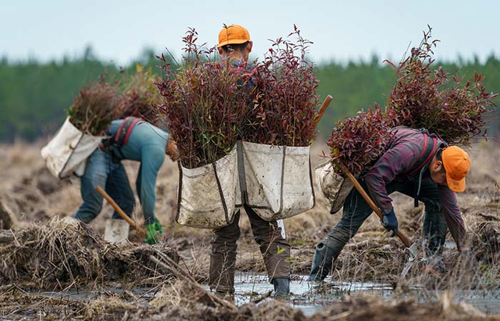 Group cleaning up wetlands