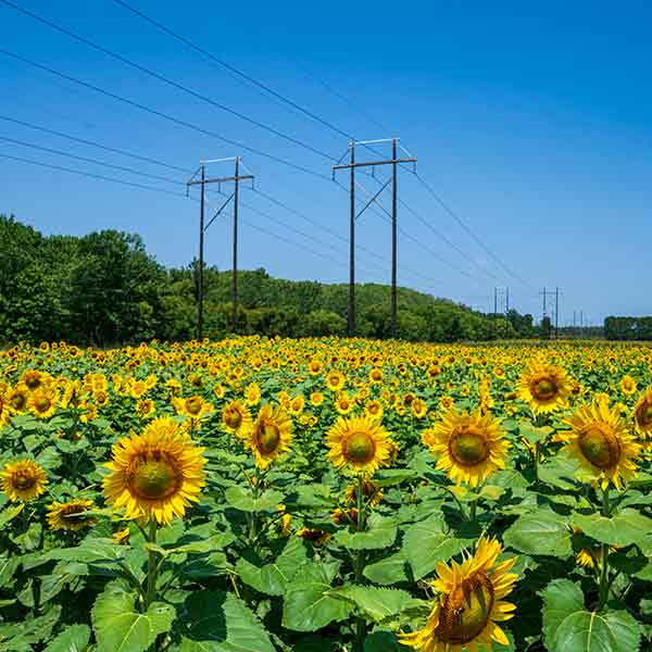 construction work on new electric service