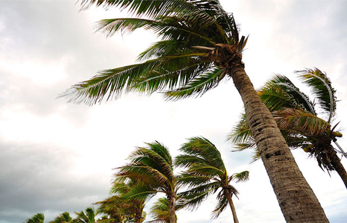 Trees blowing in hurricane