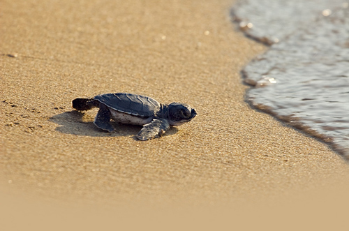 Baby sea turtle entering the ocean