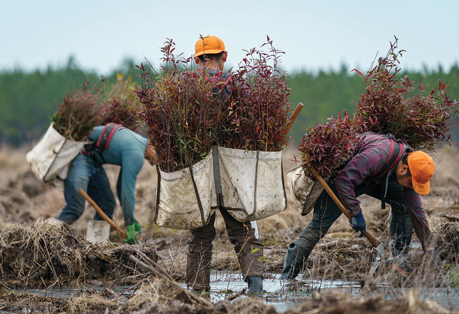 80,000 Oak Trees Planted at Camp Hall, Reaching Milestone in Wetland Restoration Project