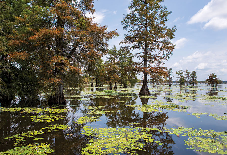 â€œSuper Flatsâ€ Restoration Project Taking Place in Lake Marion