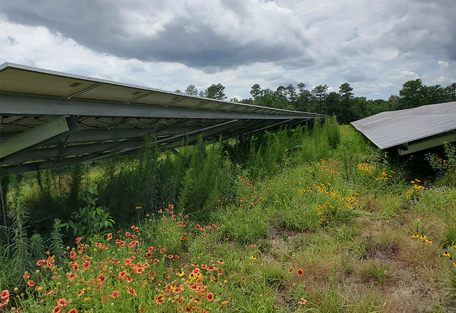 Jamison Solar Farm Becomes First Gold Certified Solar Habitat