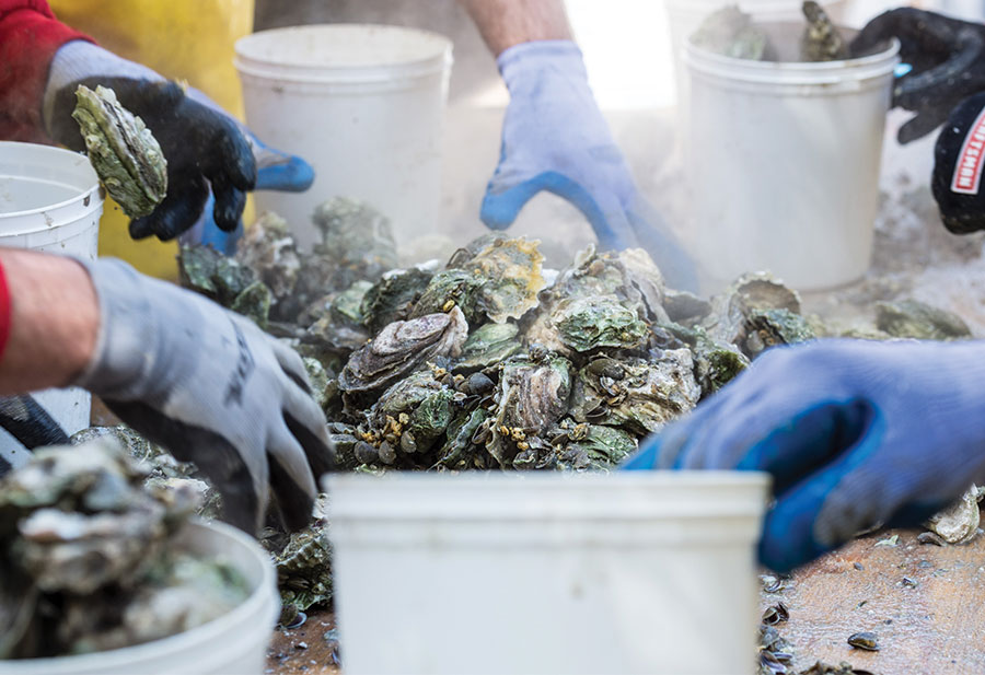 Shuckinâ€™ in the Park Oyster Roast Canceled