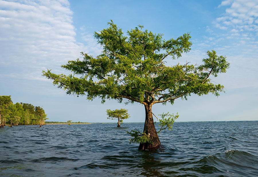 Santee Cooper Will Treat Invasive Plants